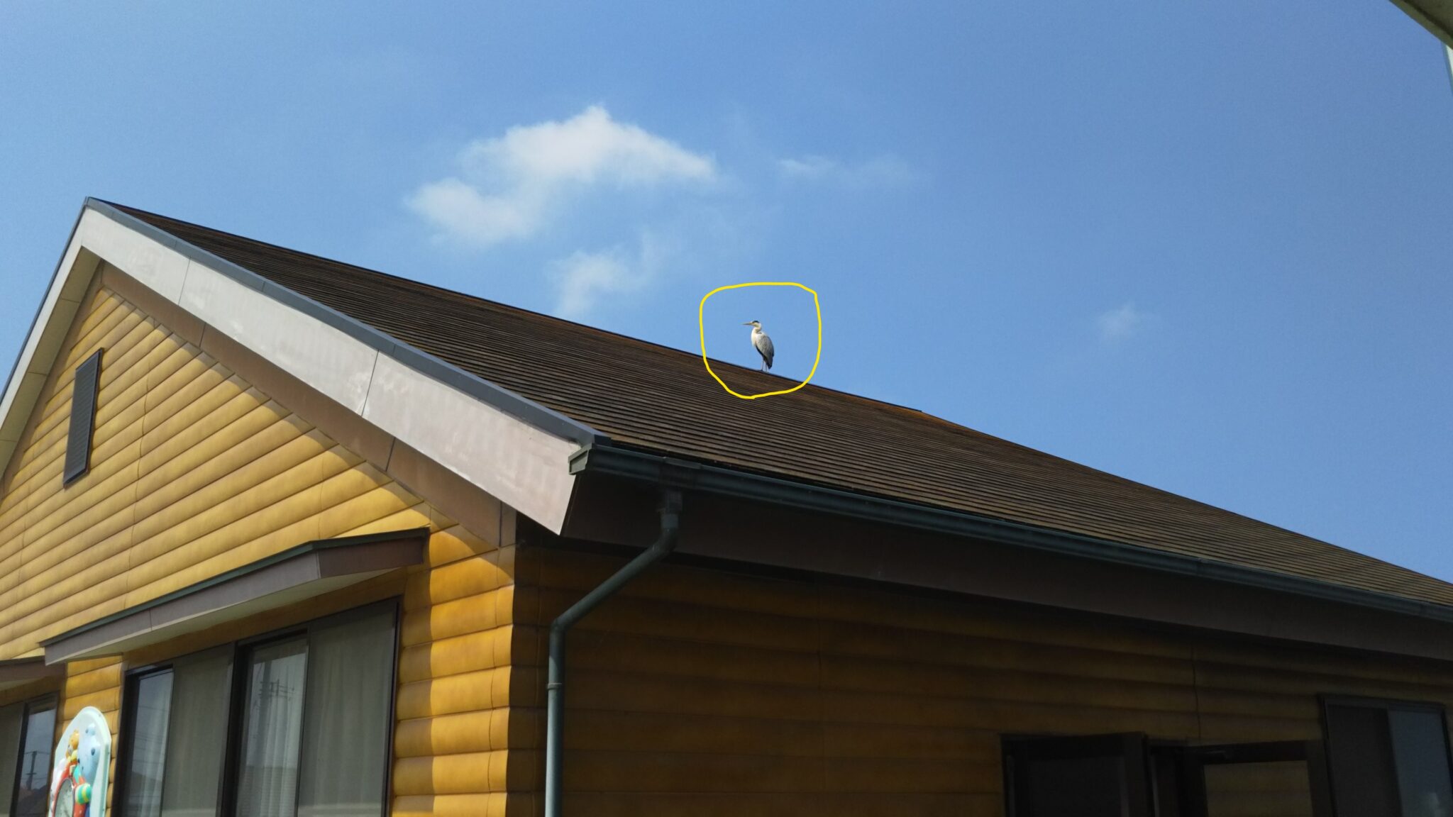 済美幼稚園日記 6月29日 バタ足がんばれ 英語カラー 硬筆も「とめ、はね はらい」 練習たぷたぷ音頭 園長先生